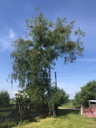 Удаление дерева около линии электропередач