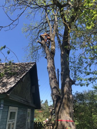 Спил Сложных Деревьев (Арбористика)