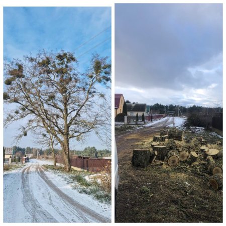 Спил Сложных Деревьев (Арбористика) Примеры: