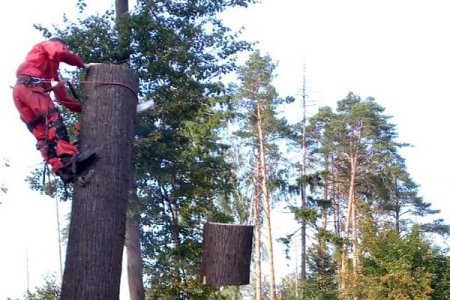 Спил Сложных Деревьев (Арбористика)